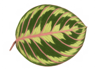 Eye-catching prayer plant leaf featuring intricate green and light green designs accented with unique pink veins. Clear background