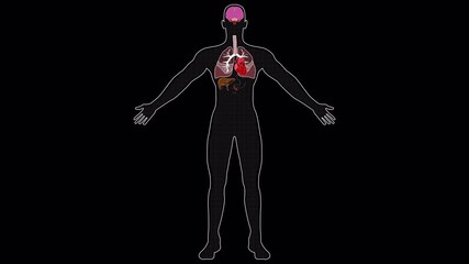 Futuristic Medical Interface Visualizing Human Anatomy, Brain Activity, and Cardiovascular System - Powered by Adobe