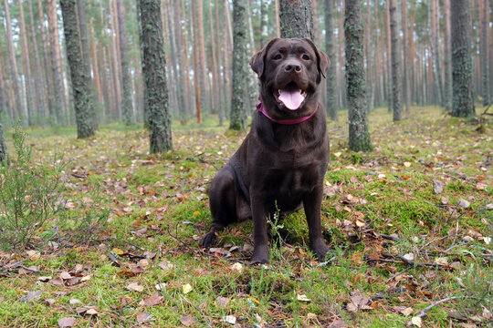 Chocolate labrador dog sitting happily in forest exploring nature