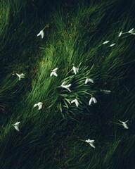 Ethereal White Blossoms Floating Like Moths Over a Dark Emerald Marsh.