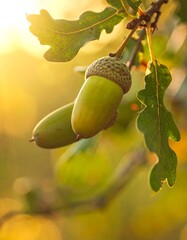 Obraz premium Close-up of green acorns and leaves bathed in sunlight