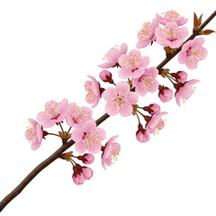 Cherry blossom branch illustration featuring delicate pink flowers and buds ideal for spring-themed designs and backgrounds