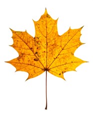 Fototapeta premium Single autumn leaf, vibrant yellow, detailed veins