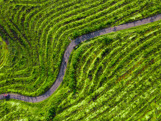 Fototapeta premium Replanting or rejuvenating rubber forests offers various benefits, including increased latex production and wood utilization. Replanting with superior seedlings will significantly increase latex