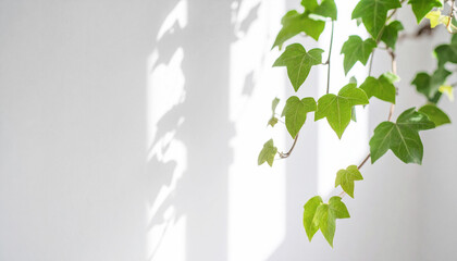 ツタ植物と白い背景