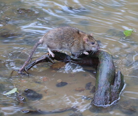 A wild rat sits in the river on a coastal snag