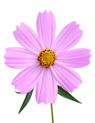 Fototapeta premium Single, light-purple cosmos flower, studio shot