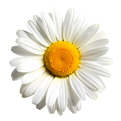 A white daisy with a vibrant yellow center isolated on transparent background