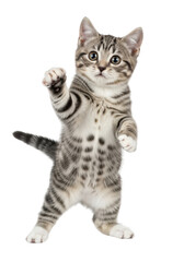 Funny standing cat waving paw cute kitten animal pet feline domestic kitty isolated on transparent background