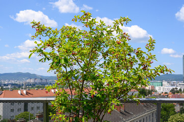 Felsenbirne mit reifen Fr&uuml;chten auf einer Dachterrasse in Wien vor blauem Himmel mit wei&szlig;en Wolken