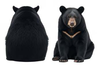 Full body asiatic black bear ursus thibetanus wildlife animal front and back view image stock photo isolated on transparent background