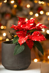 Red Poinsettia flowers. (Euphorbia Pulcherrima). Christmas flower.