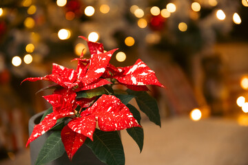 Red Poinsettia flowers. (Euphorbia Pulcherrima). Christmas flower.