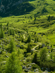 Small path in mountain landscape with trees