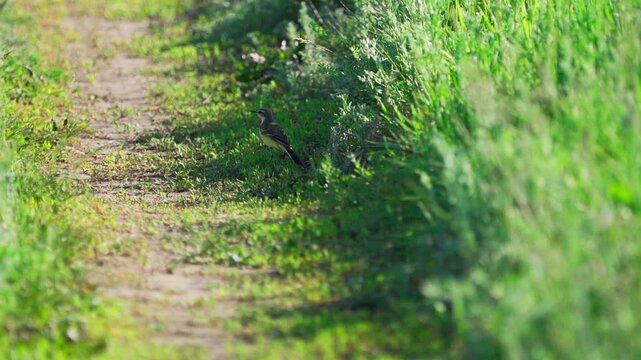 Yellow-headed Wagtails (Motacilla flava). Male and female sitting . Slow motion.	 