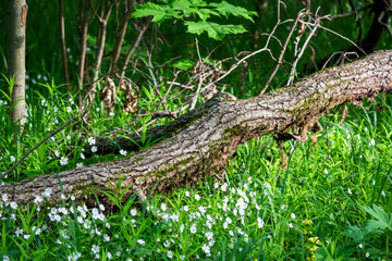 Fallen mossy log resting among a carpet of vibrant green grass and dainty white wildflowers in a sun-dappled woodland scene