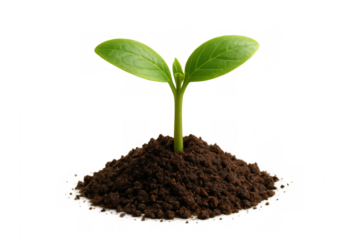 🌱 young seedling breaking ground, symbolizing new life, growth, and environmental sustainability on transparent background