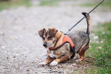 A happy domestic dog without a breed.