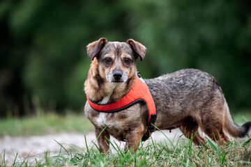 A happy domestic dog without a breed.
