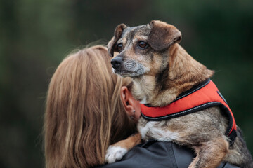 A happy domestic dog without a breed.