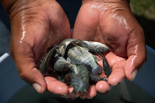 Manos de un trabajador sosteniendo alevines de tilapia sobre agua durante una pr&aacute;ctica de acuacultura. Imagen documental que muestra el manejo de peces juveniles en procesos de producci&oacute;n sustentable,