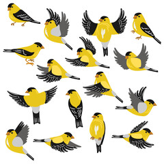 vector drawing birds, hand drawn American goldfinch, Spinus tristis, set of isolated nature design element