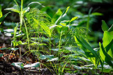 Lush green horsetail plants with glistening dew drops catch the morning sun on a vibrant forest floor, showcasing delicate fresh growth