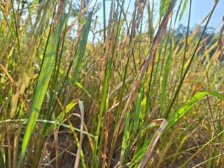 Close-up of golden rice plants ready for harvest, showing mature grains and the beauty of tropical Indonesian agriculture.