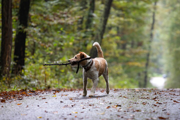 Happy dog playing in foggy forest in early autumn
