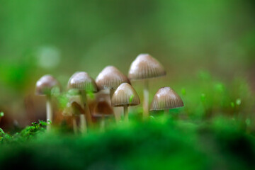  Beautiful fairy tale image with little mushrooms in autumn forest