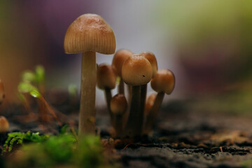  Beautiful fairy tale image with little mushrooms in autumn forest