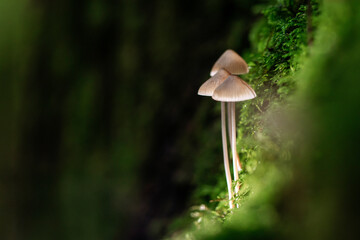  Beautiful fairy tale image with little mushrooms in autumn forest