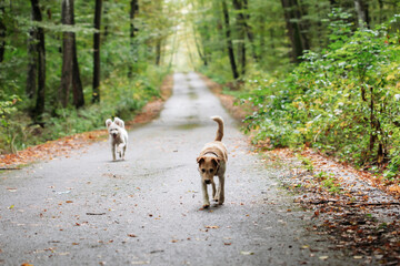 Happy dogs playing in foggy forest in early autumn