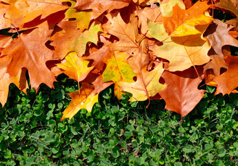 Orange and yellow autumn leaves on green grass. Fall foliage with maple leaves. Leaves with autumn colors on grass. Autumnal fall scenery.
