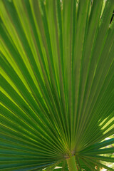 Palm leaves background. Green leaves wallpaper. Exotic jungle foliage. Leaves tropical greenery. Palm leaf closeup shot.