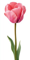 Pink Tulip with Dew Drops on White Background