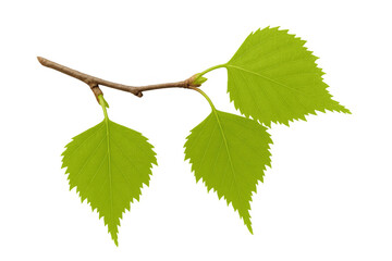 Fototapeta premium Birch twig growing green leaves in spring on transparent background representing new life and nature