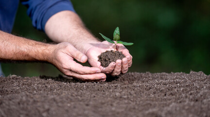 Hand care plant. Seedling plant from fertile soil. Green plants grow under sunlight. Planting crops concept. Organic soil for growth plant. Environment concept. Young plants thrive in spring soil.