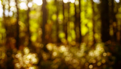 Autumn leaves blurred golden background. Soft blur of yellow and orange background. Vibrant fall colors background. Golden foliage background. Sunlight shines through autumn trees.