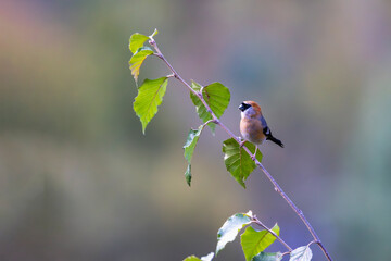 Red-headed bullfinch