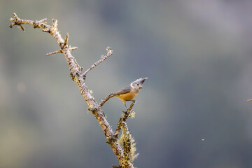 Grey-crested tit