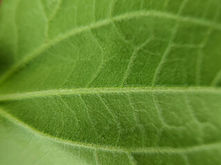 close up of leaf surface texture