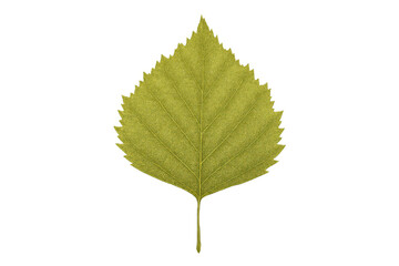 Fototapeta premium Green leaf with visible texture and veins, representing nature, ecology, and botany. Providing a versatile cut-out element