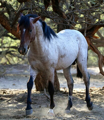 Obraz premium Wild Stallion in the Forest 