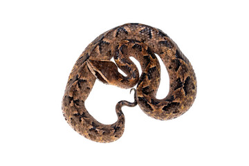 Malayan ground pit viper, scientifically known as Calloselasma rhodostoma. This species is well-camouflaged on the ground.