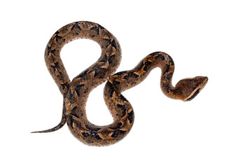 Malayan ground pit viper, scientifically known as Calloselasma rhodostoma. This species is...