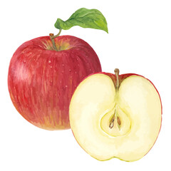 水彩で描いたりんごのベクターイラストセット