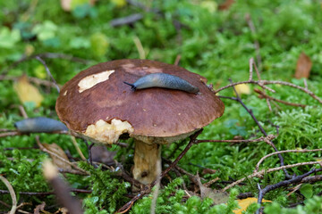 Slug crawling on brown forest mushroom cap in natural green moss. Wild slug on edible mushroom in autumn forest, macro close-up, low angle, natural daylight, concept of ecosystem and decay