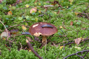 Slug crawling on brown forest mushroom cap in natural green moss. Wild slug on edible mushroom in autumn forest, macro close-up, low angle, natural daylight, concept of ecosystem and decay