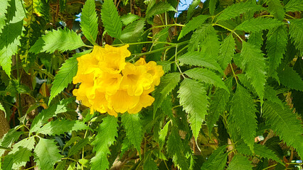 yellow flower and green leaves in autumn